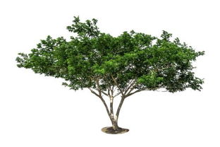 树种类有哪些，椰子树种类