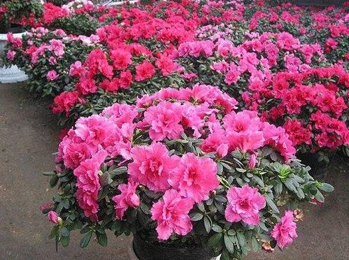 鹃的组词组和拼音，鹃组词组二年级