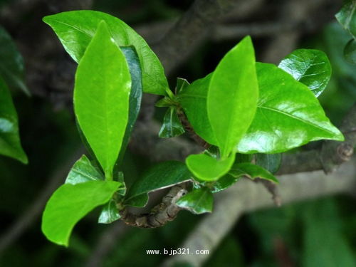 水横枝是什么意思