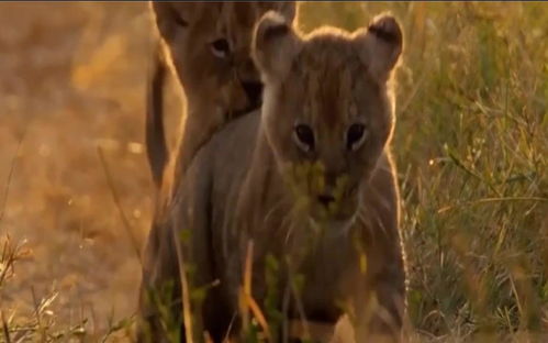 动物世界片头曲原版，动物世界片头曲视频