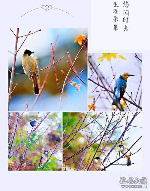 鸟古诗诗句，鸟古诗白居易拼音版