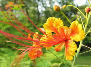 1月20日的生辰花,金凤花