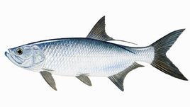 背鳍图片，背鳍上有一个黑点的淡水鱼