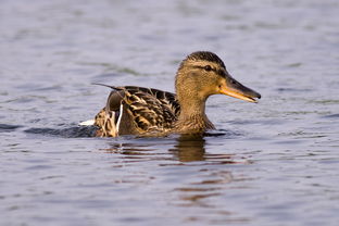 绿头鸭简介，绿头鸭是国家保护动物吗