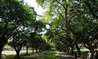 为目力所不及的意思是什么 目力所不及的意思是啥