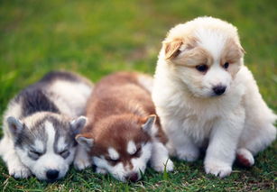 狗年出生的人的命运怎么样