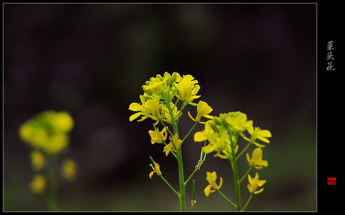 只把春来报是什么字，只把春来报打一商品名