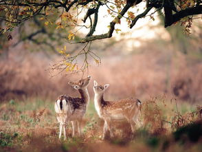 惊鹿春刀寒小说免费阅读，惊鹿春刀寒全文免费阅读