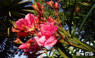 夹竹桃花泡酒的功效，夹竹桃花期