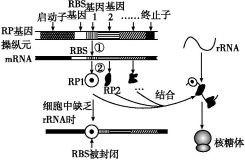 启动子和终止子分别是什么?