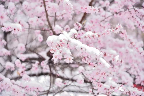 四月雪松草 钢琴曲，四月雪树栽在哪里适宜