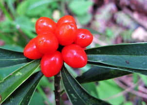 草珊瑚和珊瑚是一样的吗?