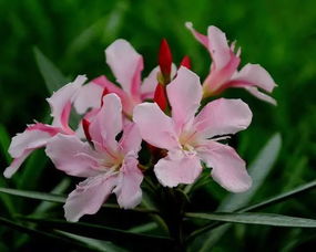 夹竹桃花语是什么和神话传说