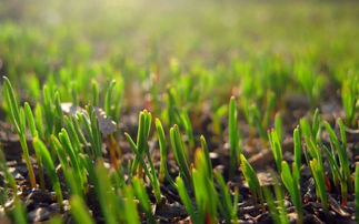 春天的草地怎么形容，春天的草地作文