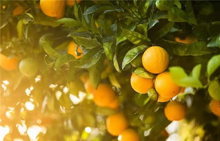 秋天成熟的瓜果有哪些呢，秋天成熟的瓜果粮食