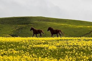 天南地北下一句顺口溜大全，天南地北对联下一句怎么接