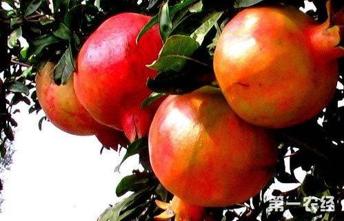 秋天里的果子成熟了,有哪些水果呢?