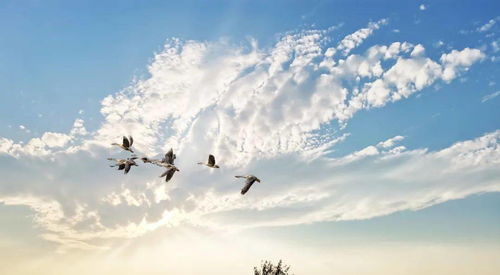 雁行的意思，雁行模式