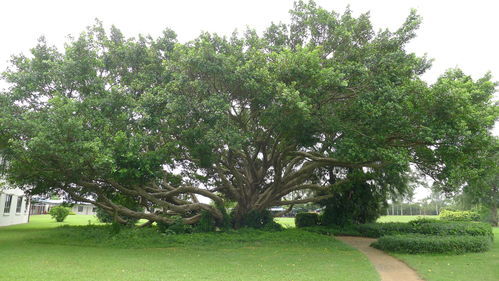葱茏的近义词 葱茏的近义词是什么