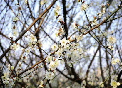 江梅王十朋，江梅的扮演者像谁