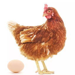 母鸡叫咯咯带有什么风格