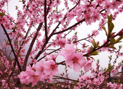 醉桃源冯延巳，醉桃源南园春半踏青时