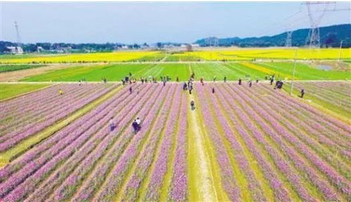 幸福田园景区介绍，幸福田园景区要门票吗