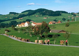 田园风景作文800字