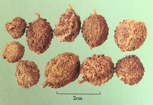 阳春砂和砂仁区别，阳春砂的功效与作用与主治