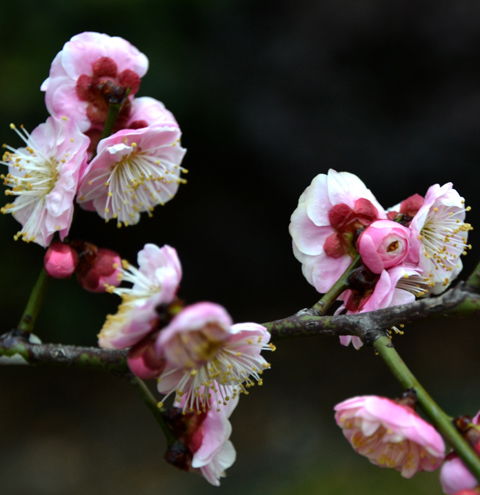已是悬崖百丈冰,犹有花枝俏. 悄也不争春,只把春来报