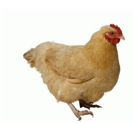 母鸡叫咯咯钢琴教学视频，母鸡叫咯咯教案