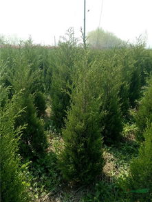 桧读音hui还是kuai，桧为什么不读kuai了