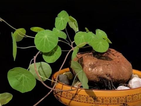 块根植物大全图片，块根图片