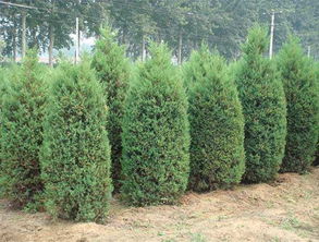 请问“桧”字怎么读?