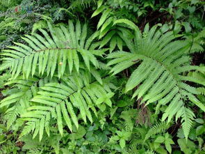 黄瓜香是什么植物