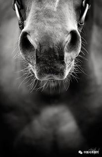 嗅觉不灵敏怎么回事，嗅觉失灵的原因以及治疗方法