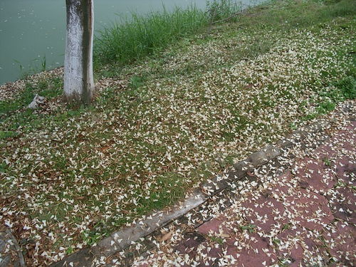 芳草鲜美的鲜美是什么意思古今异义，芳草鲜美,落英缤纷的鲜美是什么意思