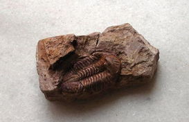 三叶虫是什么时代的