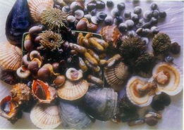 海鲜瑶柱是什么东西