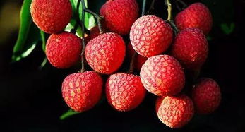 一骑红尘妃子笑,无人知是荔枝来的全诗