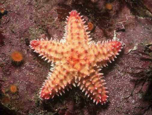 海星的功效与作用是什么?