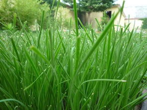 芹菜拼音怎么写，韭菜拼音怎么拼写声调