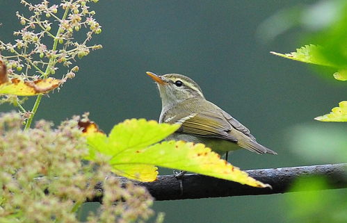 幼儿园小班教案《快乐的小鸟》
