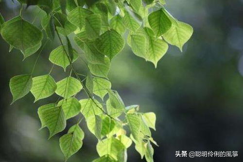 田里跑到田外不能当做古字猜,答案，田里跑到田外是什么