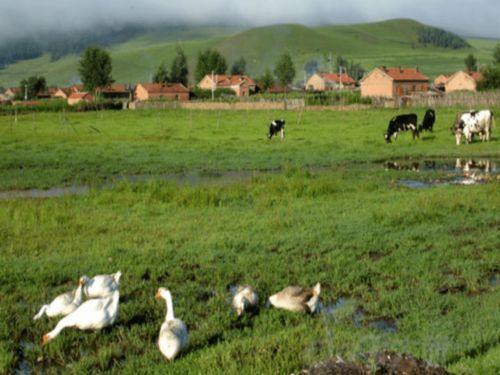 牧场上的家歌曲，牧场上的家说课稿