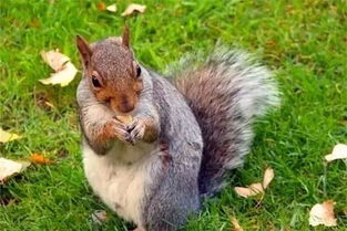 松鼠的英文单词怎么读，松鼠的英语怎么念怎么读