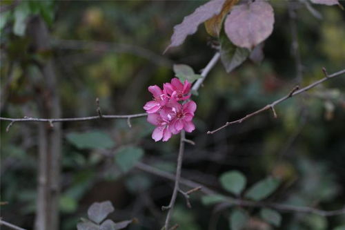 解落三秋叶,能开二月花。原文_翻译及赏析