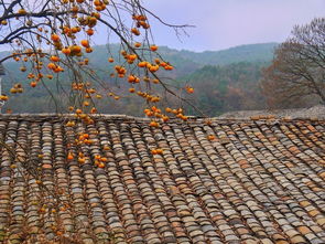 衰草连天什么意思