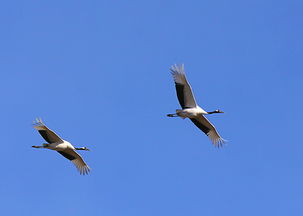 鹤群 江口涣的主要内容