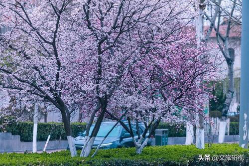 春深似海什么意思